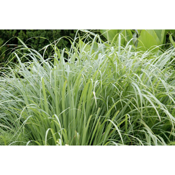 Lemongrass éterický olej