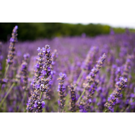 Levanduľa 100% éterický olej