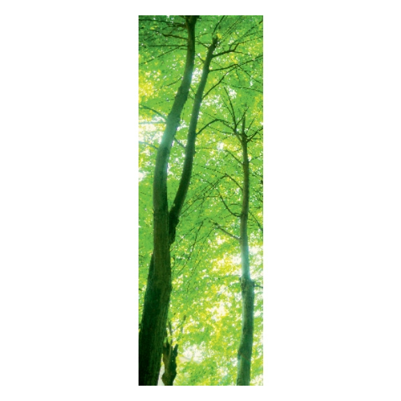 ISAN Variant Photo P11